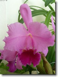 kr�sa jm�nem Orchidej