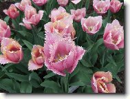 botanick� zahrada 2006