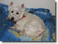 N� Miky�