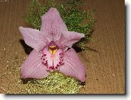 Kr�sa