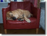 Maxi-velk� mimi