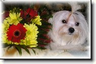 Lulda-�ulda Pleasure of friendship