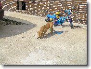 hrabem do bet�nu