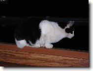 Na�e Micinka