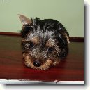 Australsk� silky teri�r