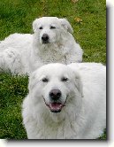 Maremmansko-abruzsk� pasteveck� pes