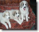 Pyrenejsk� horsk� pes