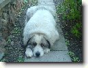Pyrenejsk� horsk� pes