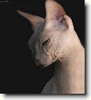 Donsk� sphynx