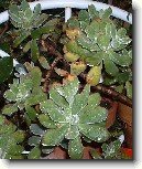 Echev�rie, du�natka