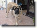 Anglick� mastif