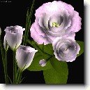 Eustoma, j�cnovka