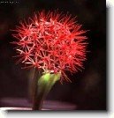 Hemantus, krvokv�t, slon� ucho