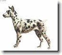 Pin�-harlek�n