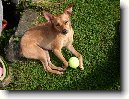 Pin�-harlek�n