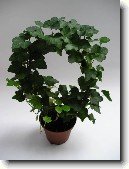 B�e�an pop�nav�