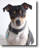 Jack Russel�v Teri�r