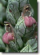 Jakob�nie, just�cie, pr�venka