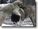 Kavkazsk� pasteveck� pes