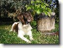 Mal� m�nsterlandsk� oha�