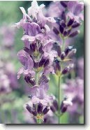 Levandule L�ka�sk�