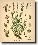 Levandule L�ka�sk�