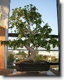 Pta�� zob, st�lezelen� ke�