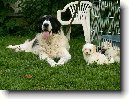 Pyrenejsk� mastin