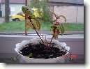Probl�my p�i p�stov�n� pokojov�ch rostlin