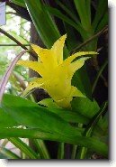 Nidul�rium, hn�zdo�