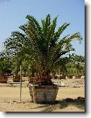 Datlov� palma, finik, datlovn�k