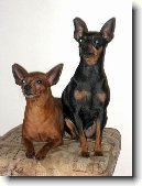 Pra�sk� krysa��k