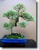 Strom tis�ce hv�zd, serisa