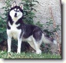 Sibi�sk� husky