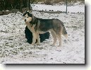 Sibi�sk� husky
