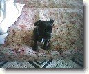 Staford��rsk� bullterier