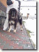Tibetsk� doga