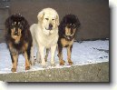 Tibetsk� doga