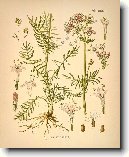 Kozl�k L�ka�sk�