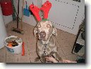 V�marsk� oha�