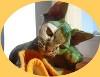 Chovatelska stanice ps�: CATTYS PRINCESS