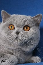 Chovatelska stanice ps�: HORSKY PARK * SK