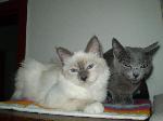 Chovatelska stanice ps�: MODR� LENTILKA