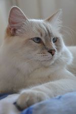 Chovatelska stanice ps�: LITTLE BLESSINGS *SK