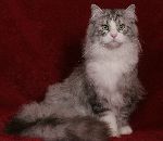 Chovatelska stanice ps�: WILD TAIGA CZ