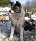 Chovatelska stanice ps�: CZECH-DARBIS