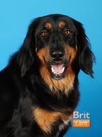 Chovatelska stanice ps�: Z JIHL�VECK�HO �DOL�