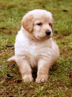 Chovatelska stanice ps�: Z DE�TIV�HO �DOL�