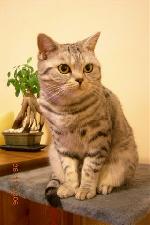 Chovatelska stanice ps�: NEMEA *CZ