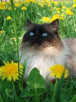 Chovatelska stanice ps�: ROCHAMBO